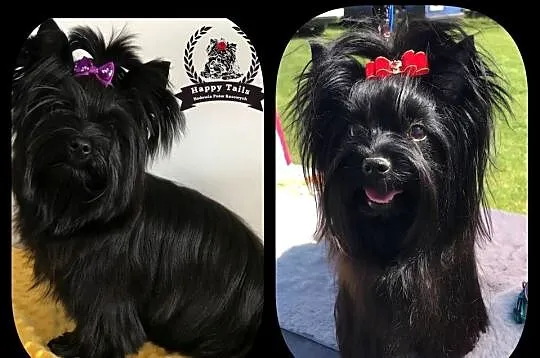 Piesek Black Yorkshire Terrier, Łódzkie, Kutno
