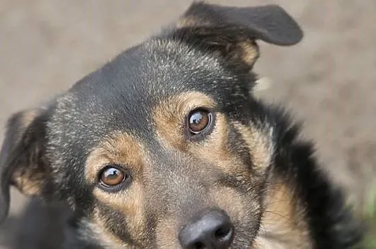 Bezproblemowy Charli, nieduży, młodziutki psiak do adopcji!