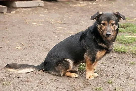 Bezproblemowy Charli, nieduży, młodziutki psiak do