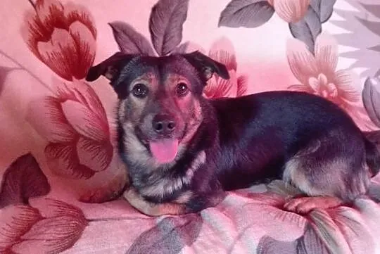 Bezproblemowy Charli, nieduży, młodziutki psiak do