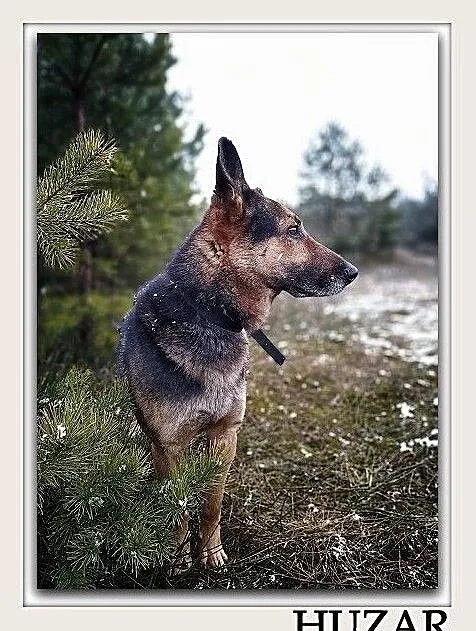 Stróżujący,owczarek niem.mix,6 letni,zaszczepiony pies HUZAR.Adopcja., , Wrocław