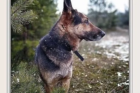Stróżujący,owczarek niem.mix,6 letni,zaszczepiony pies HUZAR.Adopcja., , Wrocław