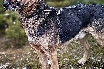 Stróżujący,owczarek niem.mix,6 letni,zaszczepiony pies HUZAR.Adopcja., , Wrocław