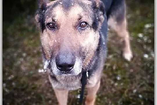 Stróżujący,owczarek niem.mix,6 letni,zaszczepiony pies HUZAR.Adopcja., , Wrocław