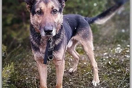 Stróżujący,owczarek niem.mix,6 letni,zaszczepiony pies HUZAR.Adopcja., , Wrocław