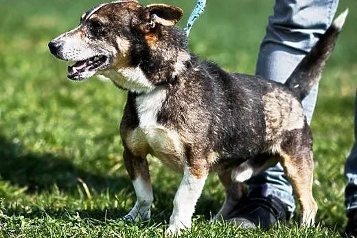 Korek cudowny, wesoły, słodki psiak szuka domu,  m
