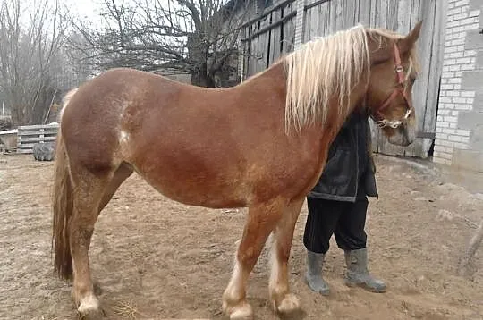 Klaczka zimnokrwista