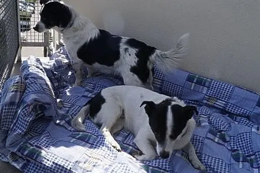 Malutki, pies ideał dla Ciebie i Twoich zwierzaków