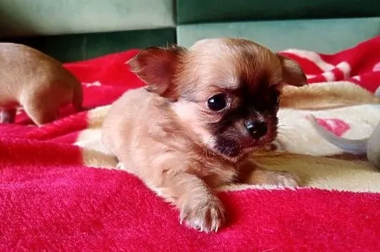 Chihuahua suczka