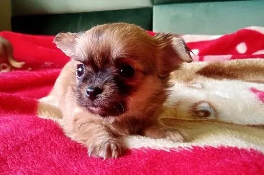 Chihuahua suczka, Opolskie, Jasienica Dolna