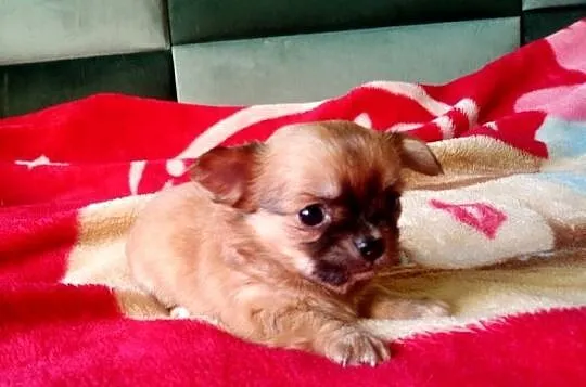 Chihuahua suczka, Opolskie, Jasienica Dolna