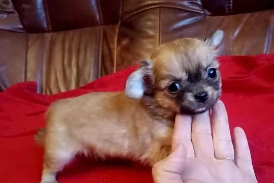 Chihuahua suczka, Opolskie, Jasienica Dolna