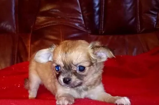 Chihuahua suczka, Opolskie, Jasienica Dolna