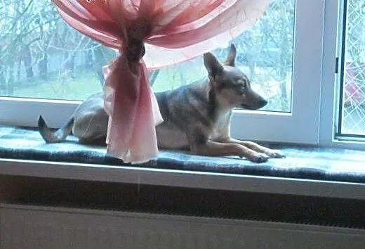 Lisia, niewielka śliczna sunia szuka domu, kujaws