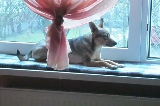 Lisia, niewielka śliczna sunia szuka domu,  kujaws