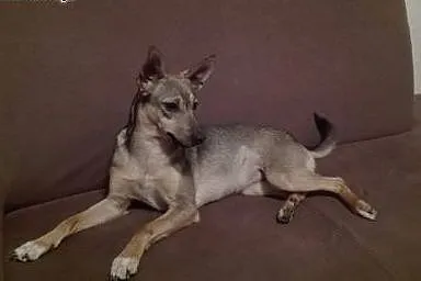 Lisia, niewielka śliczna sunia szuka domu,  kujaws