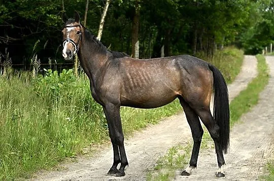 Dzierżawa konia, Zachodniopomorskie, Szczecin