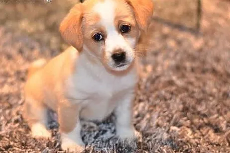 Słodki śmietankowy po prostu PYSZNY! Maleńki 9tyg SZCZENIACZEK do adopcji ,  mazowieckie Warszawa
