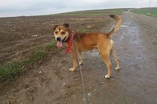 Piękny Beppe szuka pilnie  domu!,  podkarpackie Pr