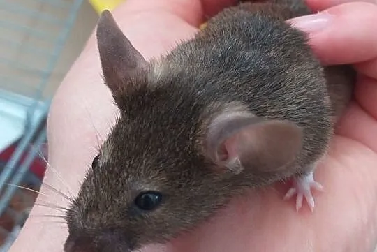 Trzej mysi muszkieterowie szukają domów!, Olsztyn