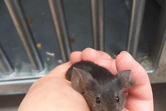 Trzej mysi muszkieterowie szukają domów!, Olsztyn