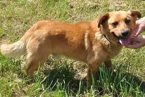 RUDEK - cudowny, mały 8 kg psiak do adopcji,  mazowieckie Warszawa