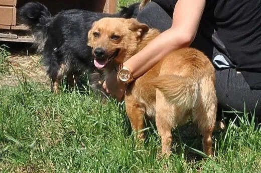 RUDEK - cudowny, mały 8 kg psiak do adopcji,  mazo
