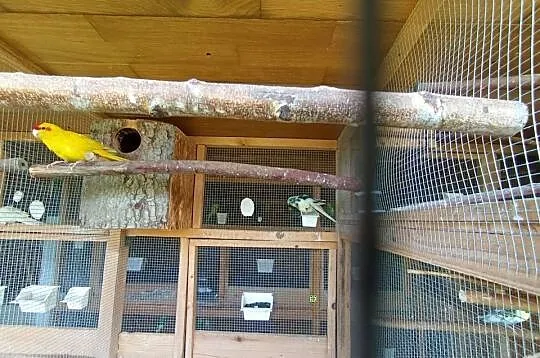 Para lęgowa kóz, papugi kozie , modrolotki, Podkarpackie, Jasło