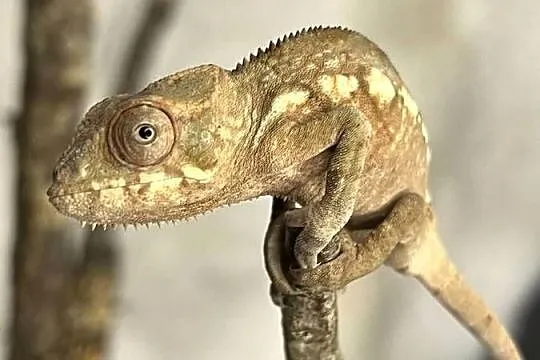 Kameleon lamparci 4 samiczki