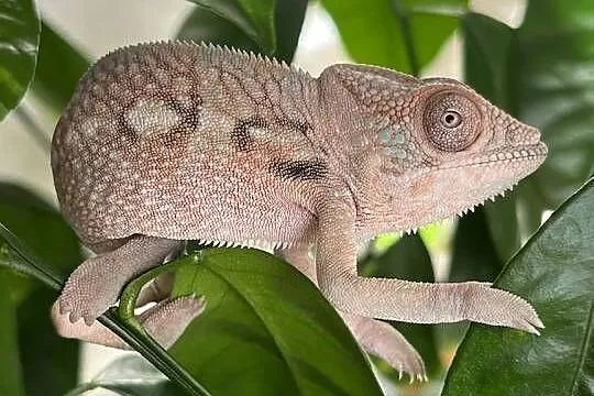 Kameleon lamparci 4 samiczki, Pomorskie, Tczew