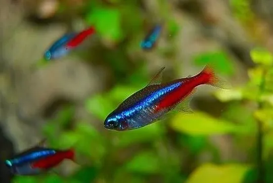 Rybki akwariowe – neony inessa