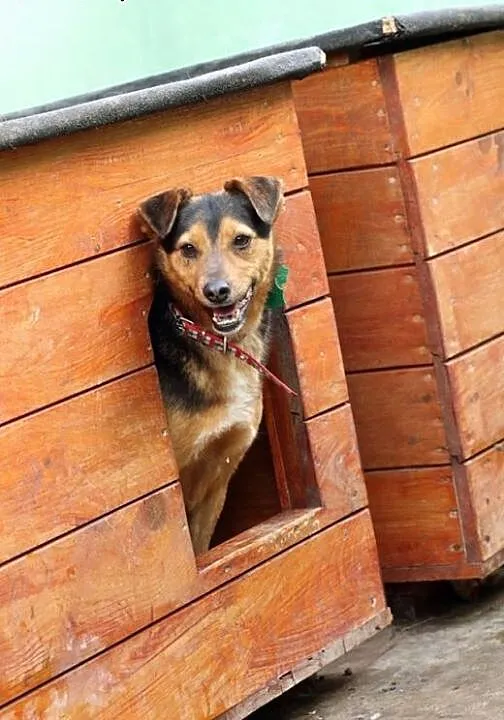 BRED - rehabilitujemy i szukamy domu!, mazowiecki