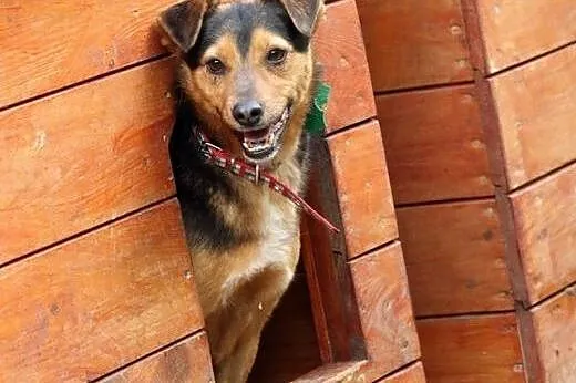 BRED - rehabilitujemy i szukamy domu!, mazowieckie Warszawa