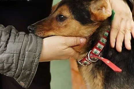 BRED - rehabilitujemy i szukamy domu!,  mazowiecki