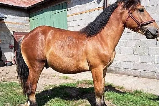 Sprzedam ogiera, Mazowieckie, Gąbin