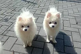 Szpic miniaturowy Pomeranian