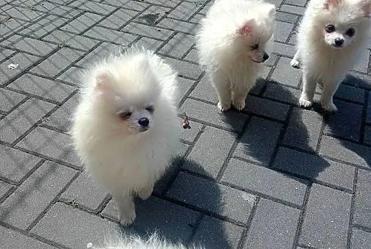Szpic miniaturowy Pomeranian, Łódzkie, Łowicz