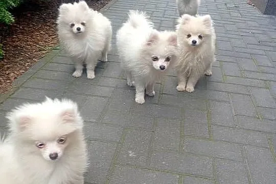 Szpic miniaturowy Pomeranian, Łódzkie, Łowicz