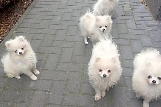 Szpic miniaturowy Pomeranian, Łódzkie, Łowicz