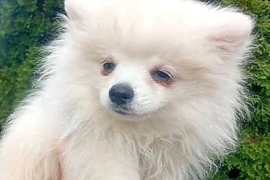 Szpic miniaturowy Pomeranian, Łódzkie, Łowicz
