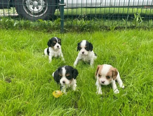 Cavalier King Charles Szczenięta dostępne do Twojej opieki., Podkarpackie, Krosno