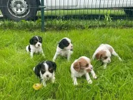 Cavalier King Charles Szczenięta dostępne do Twojej opieki.