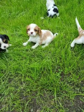 Cavalier King Charles Szczenięta dostępne do Twojej opieki., Podkarpackie, Krosno