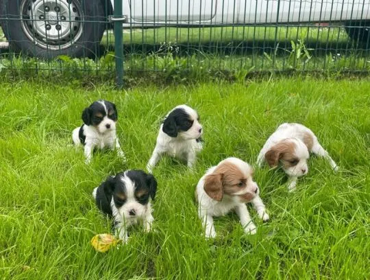 Cavalier King Charles Szczenięta dostępne do Twojej opieki.