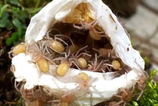 Ptaszniki hurty H.maculata, G.pulchripes, T.vagans, L.parahybana, M.balfour