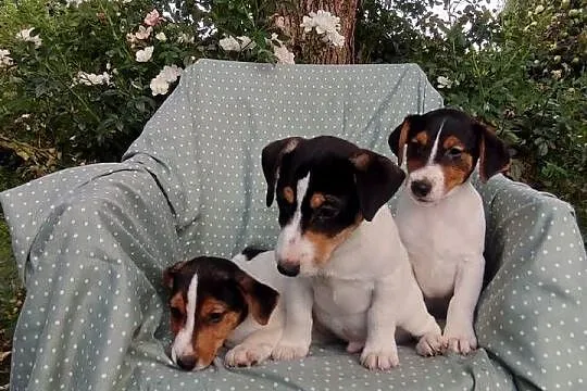 Wzorcowe Jack Russell (gładki) piękny exterrier rodzice FCI