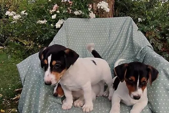 Wzorcowe Jack Russell (gładki) piękny exterrier rodzice FCI, Opolskie, Krapkowice