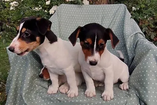 Wzorcowe Jack Russell (gładki) piękny exterrier rodzice FCI, Opolskie, Krapkowice