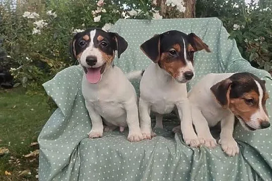 Wzorcowe Jack Russell (gładki) piękny exterrier rodzice FCI, Opolskie, Krapkowice