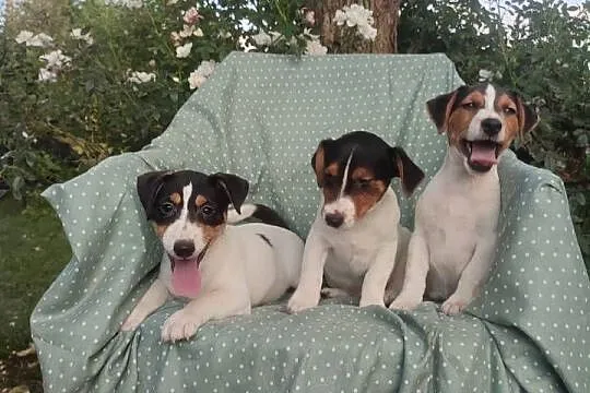 Wzorcowe Jack Russell (gładki) piękny exterrier rodzice FCI, Opolskie, Krapkowice